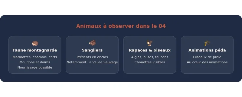 Infographie parc animalier 04